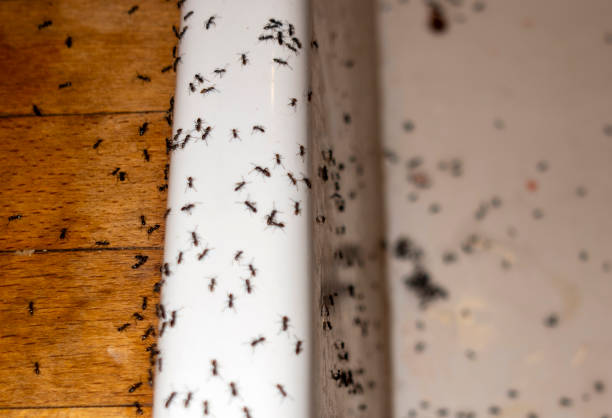 Reliable Gila Bend, AZ Pest Control Solutions